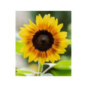 Test-Artikel Sonnenblume