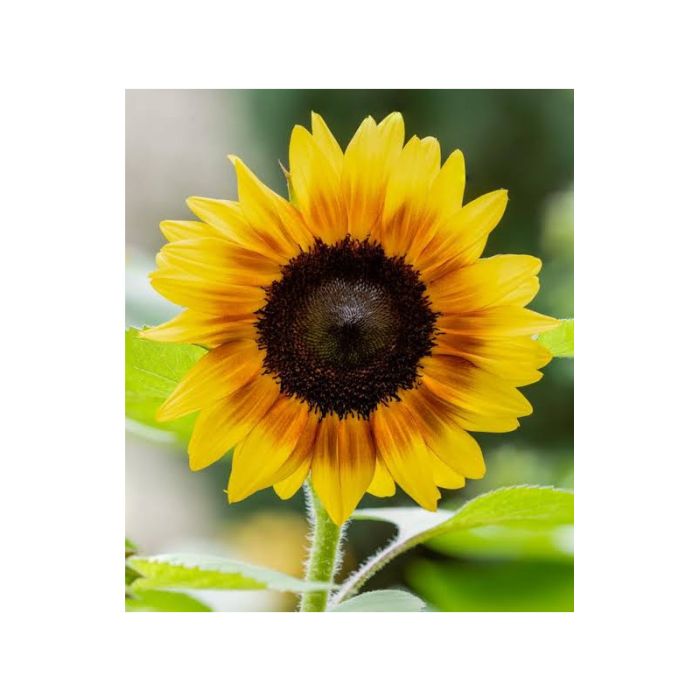 Test-Artikel Sonnenblume